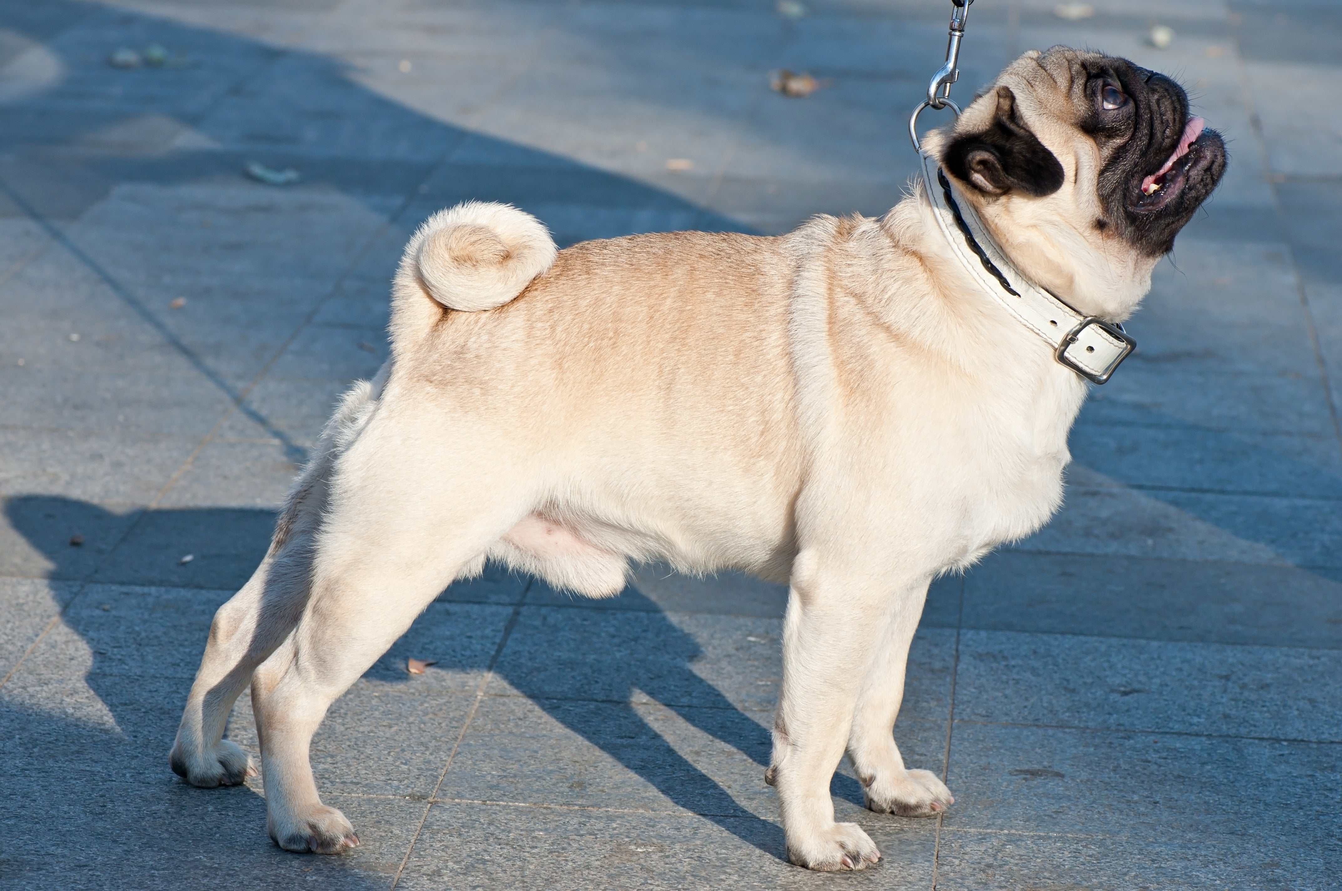 בולדוג עומד