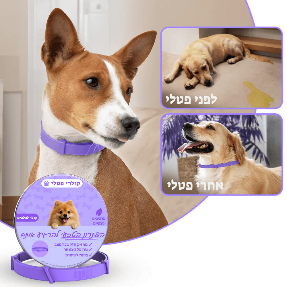 קולר הרגעה פרומוני לכלבים