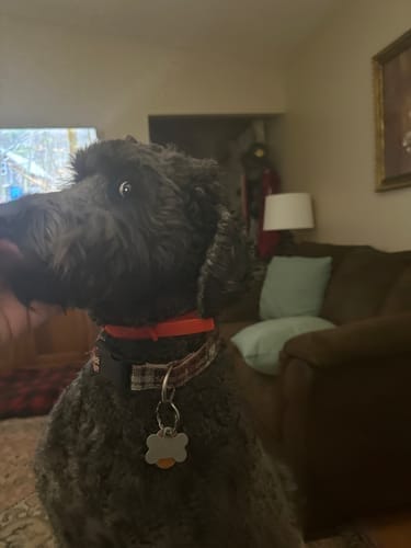 תמונת ביקורת