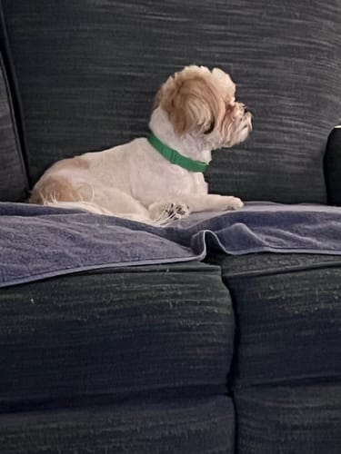 תמונת ביקורת