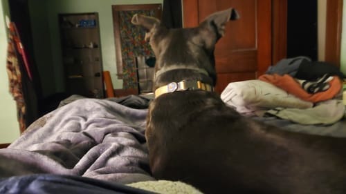 תמונת ביקורת