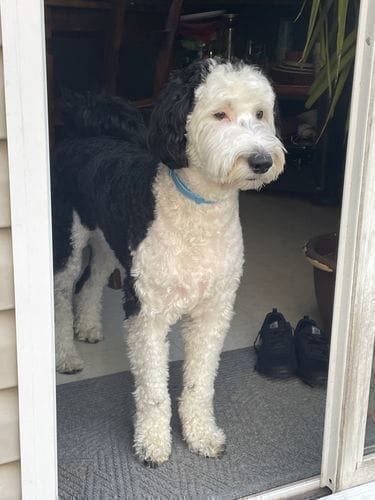 תמונת ביקורת