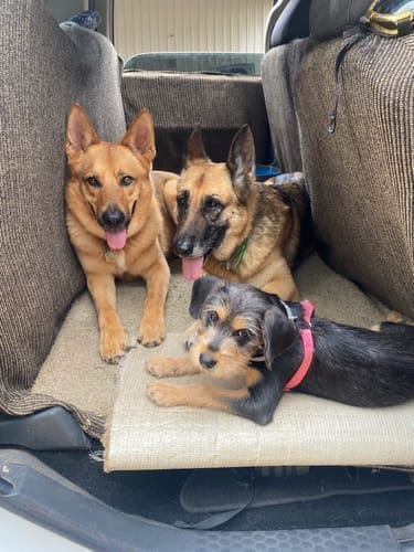 תמונת ביקורת