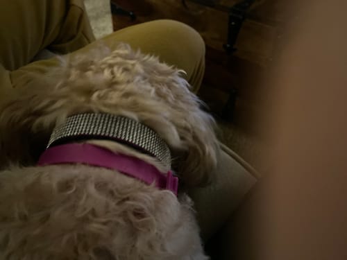 תמונת ביקורת