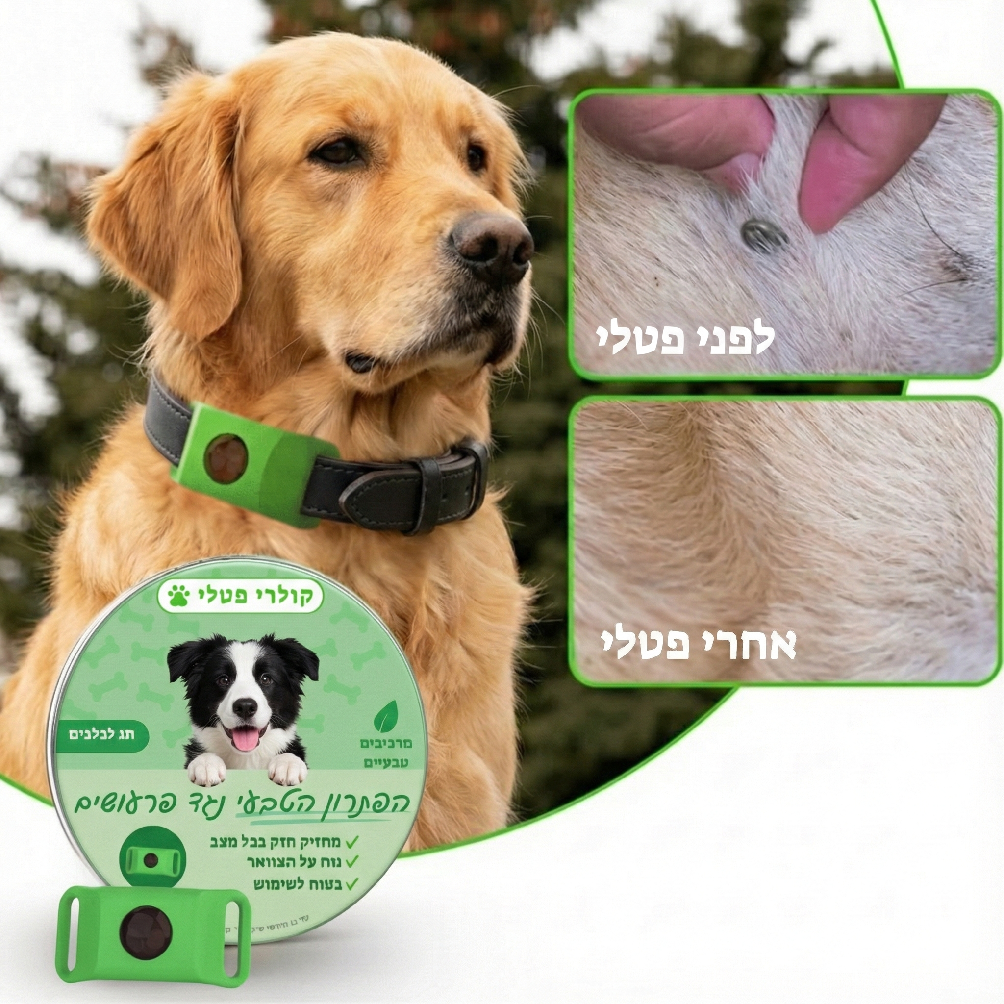 תג פטלי נגד פרעושים לכלבים