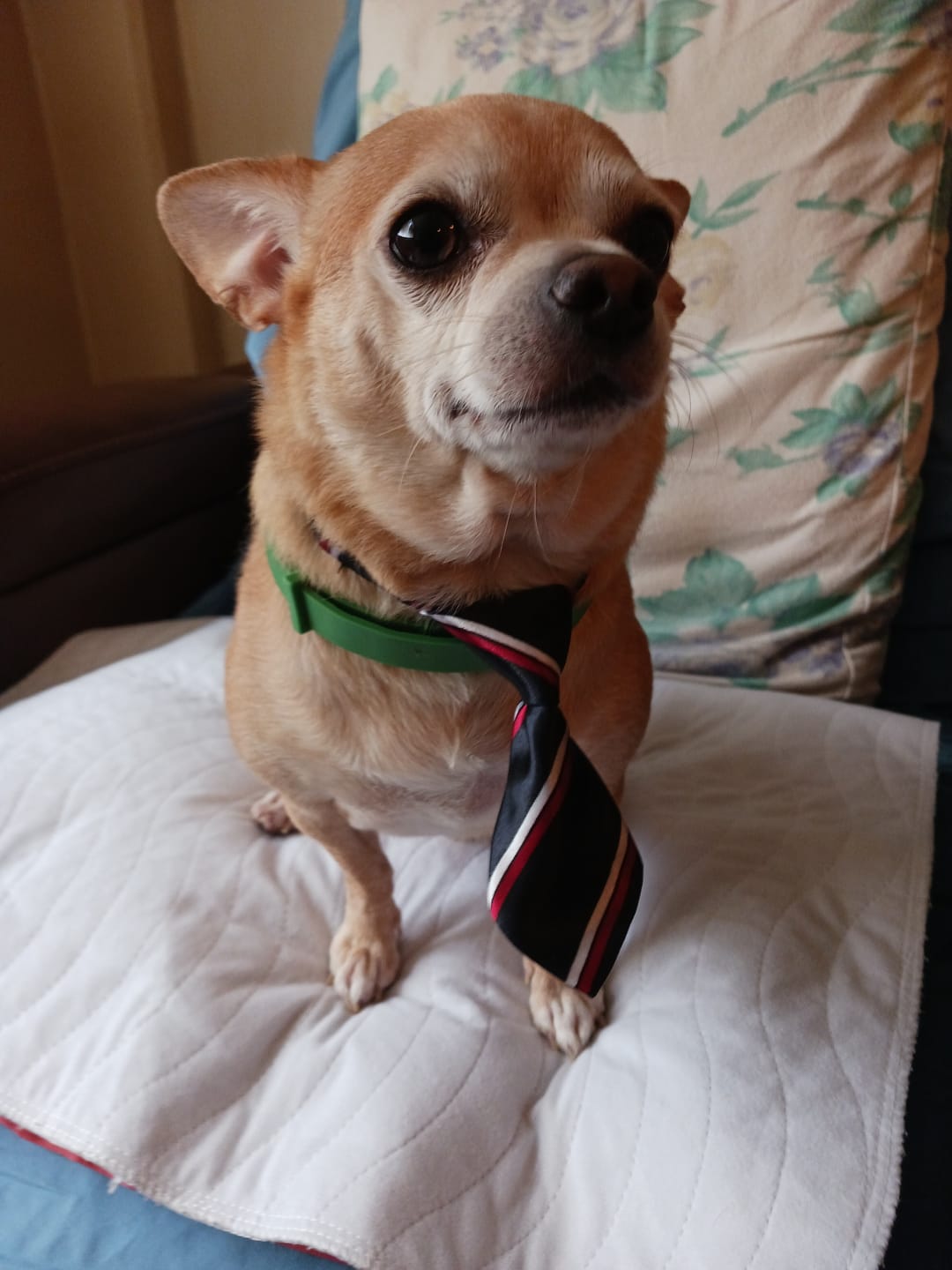 תמונת ביקורת