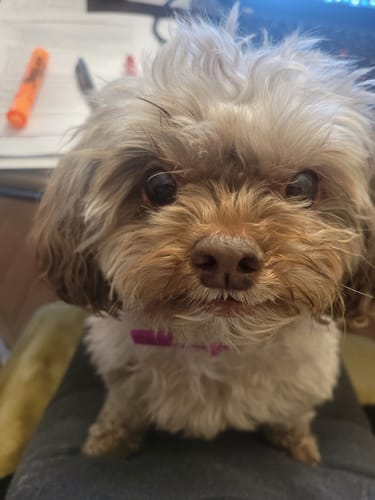 תמונת ביקורת