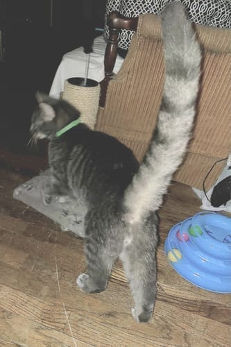 תמונת ביקורת