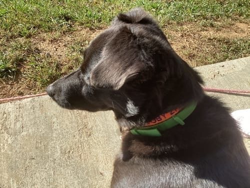 תמונת ביקורת