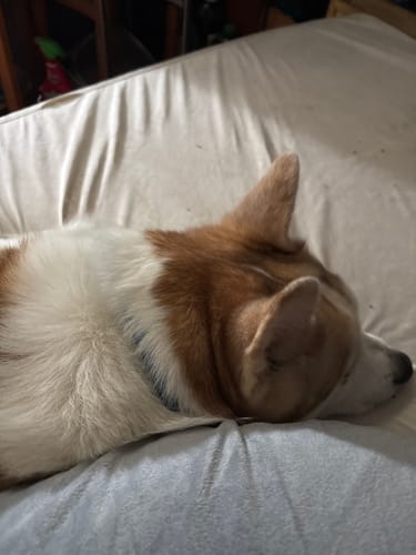 תמונת ביקורת