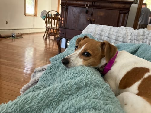 תמונת ביקורת