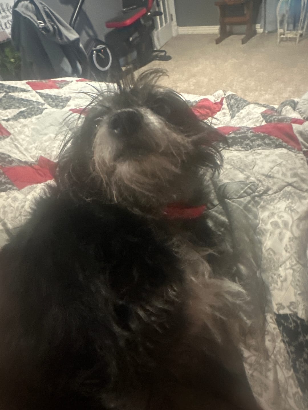 תמונת ביקורת