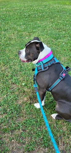 תמונת ביקורת